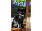 Dorothy & Fastie ~ Brother & Sister Duo, Domestic Shorthair For Adoption In