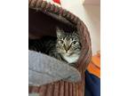 Moselle, Tabby For Adoption In Seville, Ohio