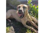 Luna, American Pit Bull Terrier For Adoption In Deland, Florida