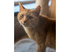 Ambrosia, Domestic Shorthair For Adoption In Pequot Lakes, Minnesota