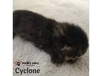 Twister Tails Litter: Cyclone, Domestic Shorthair For Adoption In Council