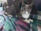 Westley, Domestic Shorthair For Adoption In Cincinnati, Ohio