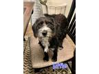 Effie, Terrier (unknown Type, Small) For Adoption In Brownsburg, Indiana