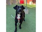 Amethyst, Labrador Retriever For Adoption In Oceanside, California