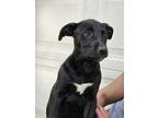 Mary Puppins, Labrador Retriever For Adoption In Jackson, Tennessee