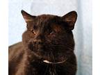 King, Domestic Shorthair For Adoption In Greensboro, North Carolina