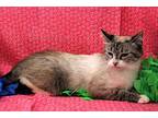 Mary, Siamese For Adoption In Greensboro, North Carolina