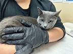 Cloudy, Domestic Shorthair For Adoption In Oceanside, California