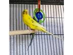 Budgie For Adoption In Golden, Colorado