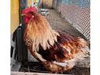 Billy, Chicken For Adoption In Golden, Colorado