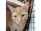 Nala, Domestic Shorthair For Adoption In Neenah, Wisconsin