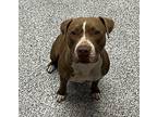 Poppy, American Pit Bull Terrier For Adoption In Golden, Colorado