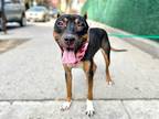 Lady Baby, Doberman Pinscher For Adoption In New York, New York