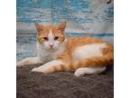 Tatertot, Domestic Shorthair For Adoption In Huntley, Illinois