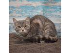 Frost, Domestic Shorthair For Adoption In Huntley, Illinois