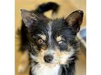 Popeye, Terrier (unknown Type, Medium) For Adoption In Charlotte, North Carolina