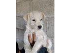 Griffin, Westie, West Highland White Terrier For Adoption In Escondido