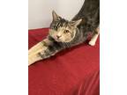 Hazel, Domestic Shorthair For Adoption In Barrie, Ontario
