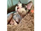 Dendrite, Sphynx For Adoption In Woodway, Texas