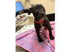 Denali, American Pit Bull Terrier For Adoption In Sterling Heights, Michigan