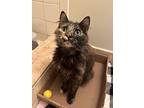 Felicia, Domestic Longhair For Adoption In Minneapolis, Minnesota