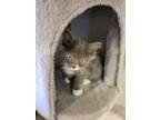 Snickers, Domestic Shorthair For Adoption In Minneapolis, Minnesota