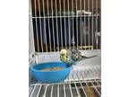 Button, Budgie For Adoption In Martinez,