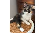 Willow2, Domestic Longhair For Adoption In Oakville, Ontario