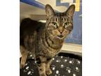 Babe (front Paw Declawed), Domestic Shorthair For Adoption In Martinez,