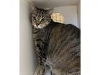 Patches (front Paw Declawed), Domestic Shorthair For Adoption In Martinez,