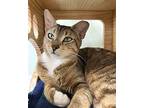 Gina, Domestic Shorthair For Adoption In Skokie, Illinois