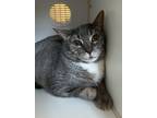 Smokey (front Paw Declawed), Domestic Shorthair For Adoption In Martinez,