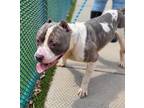 Gunther, American Pit Bull Terrier For Adoption In Valley View, Ohio