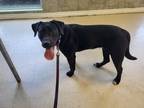 Peanut, Labrador Retriever For Adoption In Martinez,