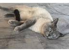Goober And Roo, Siamese For Adoption In Anchorage, Alaska