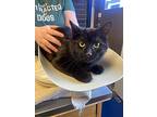 Hecate, Domestic Shorthair For Adoption In Barron, Wisconsin
