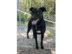 Luna 2, Labrador Retriever For Adoption In Newport, North Carolina