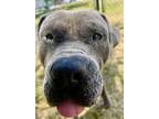 Denali, American Pit Bull Terrier For Adoption In Newport, North Carolina