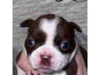 Boston Terrier Puppy for sale in North Augusta, SC, USA