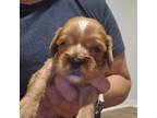Cavalier King Charles Spaniel Puppy for sale in Mount Pleasant, SC, USA