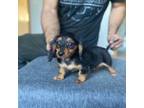 Dachshund Puppy for sale in Lake In The Hills, IL, USA