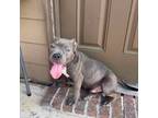 American Pit Bull Terrier Puppy for sale in Houston, TX, USA