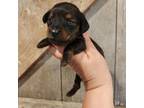 Dachshund Puppy for sale in Pleasantville, IA, USA