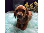 Dachshund Puppy for sale in Nacogdoches, TX, USA