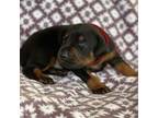 Doberman Pinscher Puppy for sale in Dallas, TX, USA