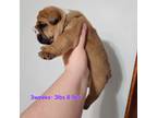 Bulldog Puppy for sale in Meriden, IA, USA