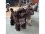 Shih Tzu Puppy for sale in Livermore, CA, USA