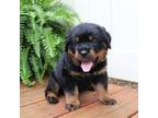 Rottweiler Puppy for sale in Ephrata, PA, USA