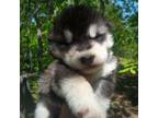 Alaskan Malamute Puppy for sale in Concord, NC, USA