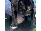Cane Corso Puppy for sale in Carson, CA, USA